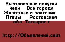 Выставочные попугаи чехи  - Все города Животные и растения » Птицы   . Ростовская обл.,Таганрог г.